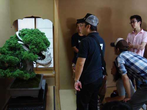 Hattori sensei at bonsai museum