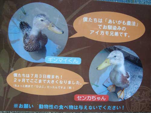 Ginza Farm ducks explain aigamo nouhou farming