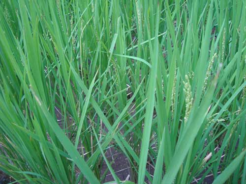 Ginza Farm rice