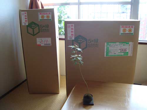 5bai Midori in boxes at home