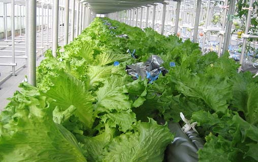 Mebiol Hymec lettuce
