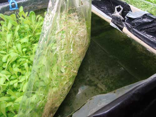 Mebiol lettuce