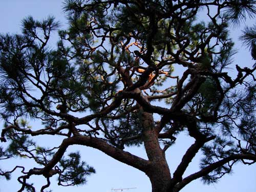 Pruned red pine in residential garden, preparing for New Year