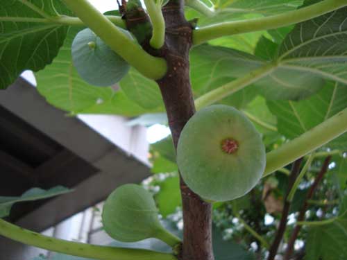Neighbor's figs