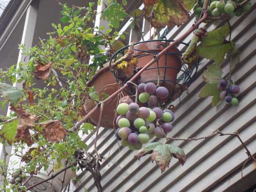 Neighbor's grapes