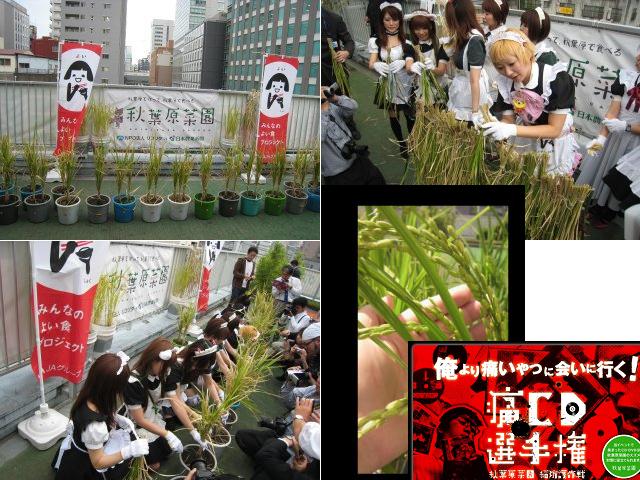 Maids environmental group in Akihabara