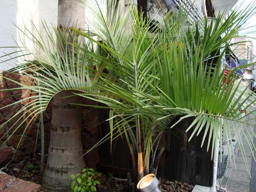 Exotic palm trees in Shimokitazawa