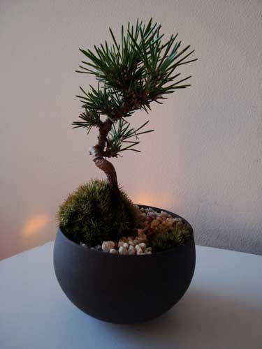 black pine bonsai from Kobayashi Kenji Sensei's class at Sinajina 