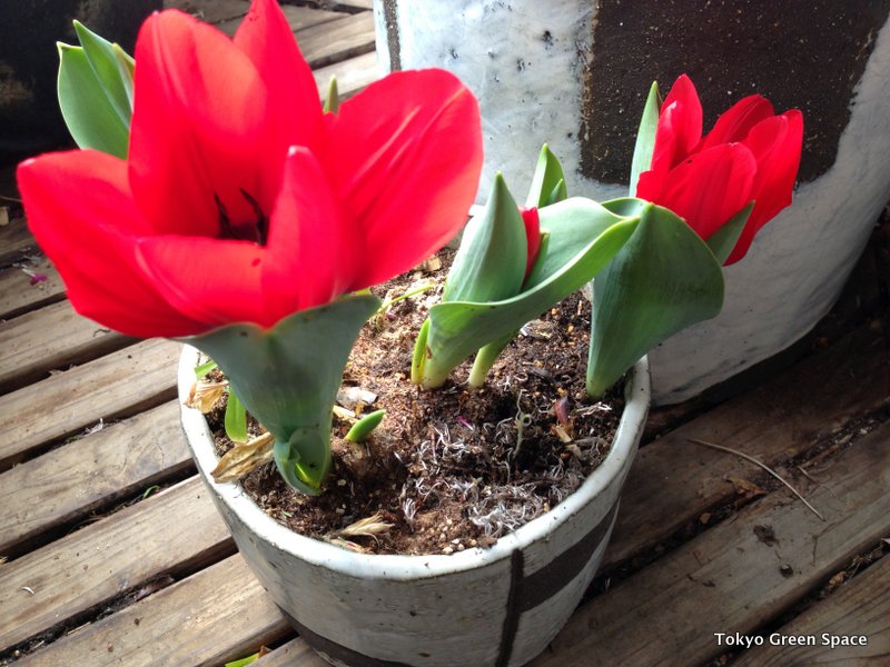 tulips_red_balcony