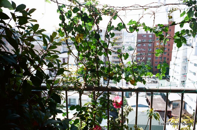 greencurtain_may_nakano_balcony
