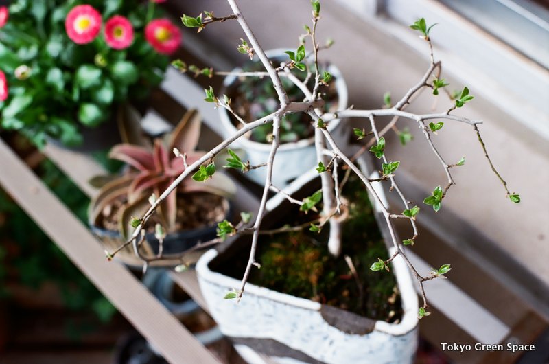 new_leaves_persimmon_bonsai_Nakano_balcony