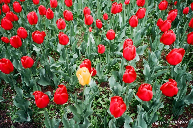 red_tulips_yellow_parkavenue_median_spring