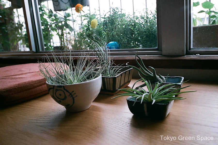 airplant_bonsai_shu_drawing_windowbench_home