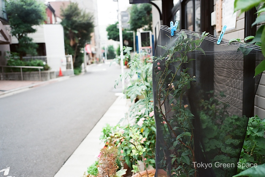 blueberry_net_clothespins_sidewalk_nakano