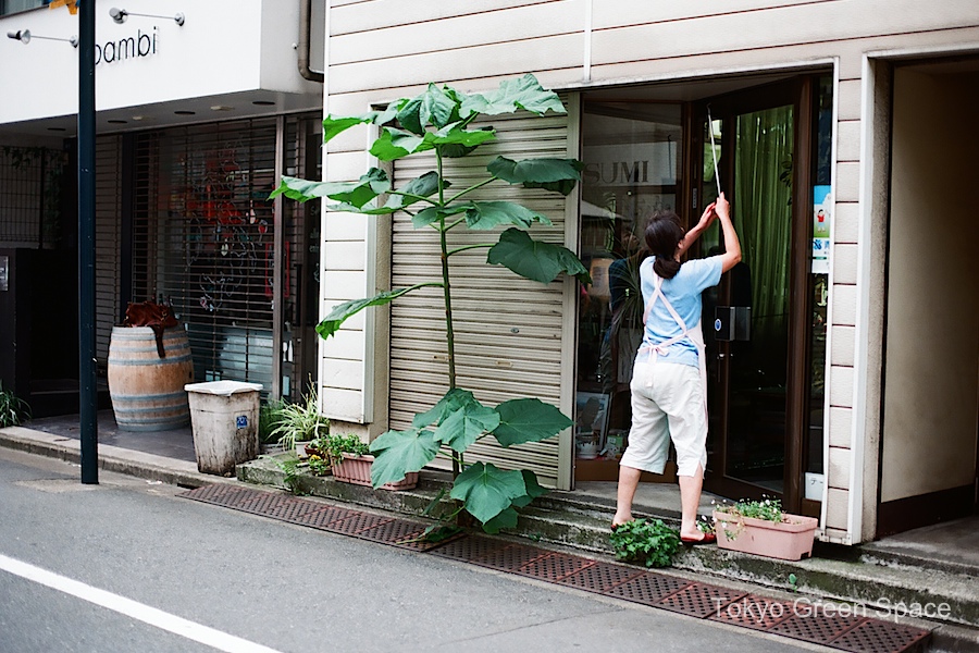 giant_weed_sidewalk_shop_yoyogi_uehara