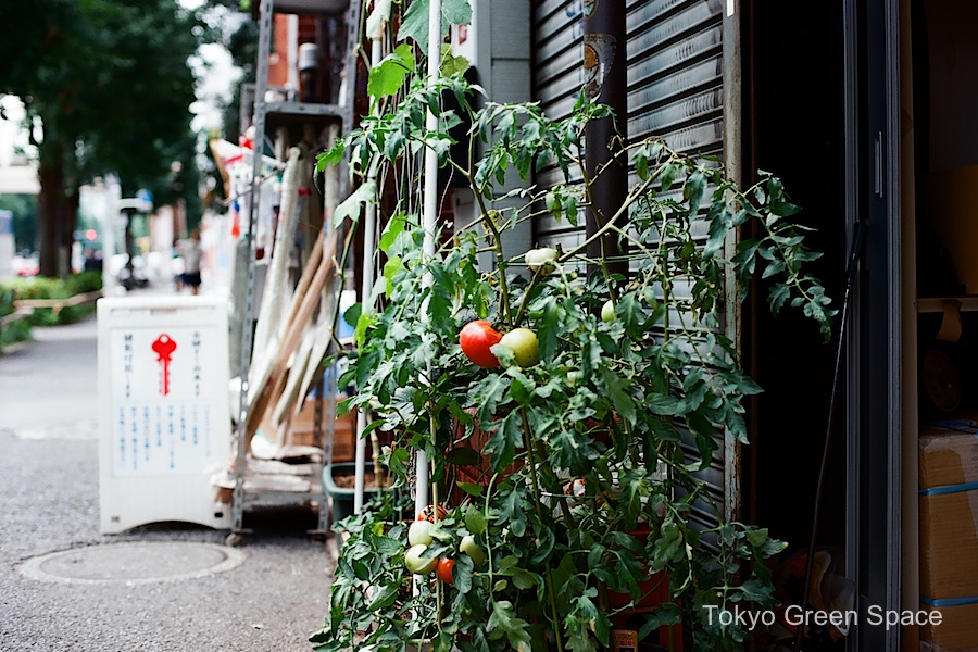 tomato_sidewalk_nakano_workspace