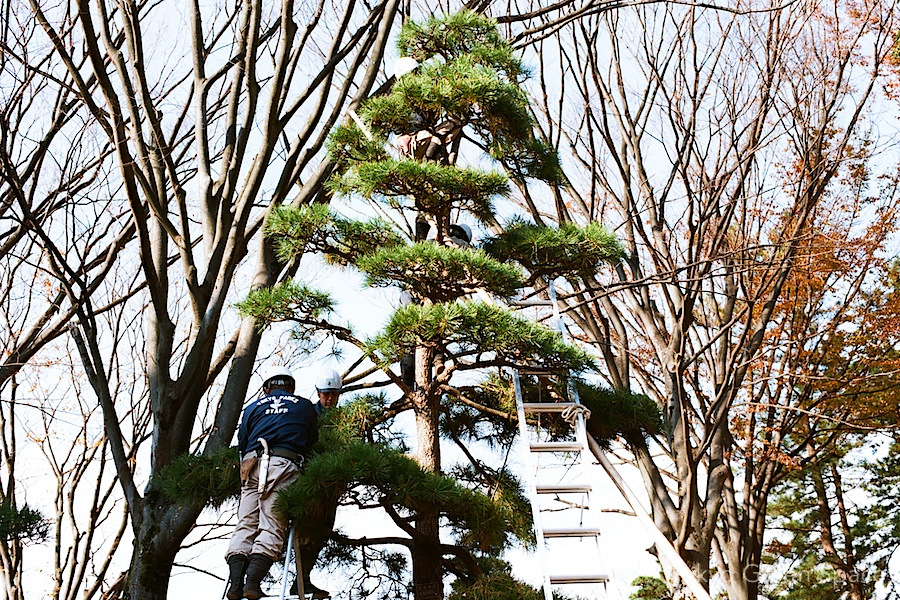tree_pruning2_yoyogi_park