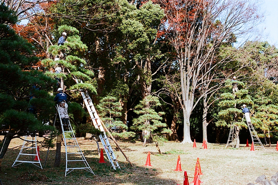 tree_pruning_yoyogi_park