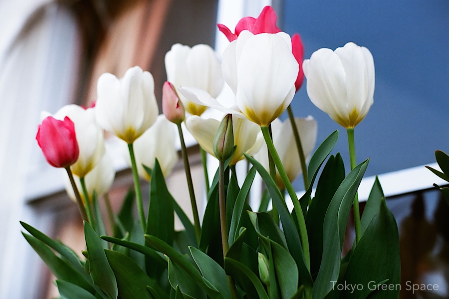 tulips_balcony_window