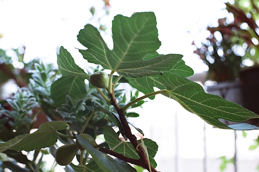 fig_balcony_leaf_fruit
