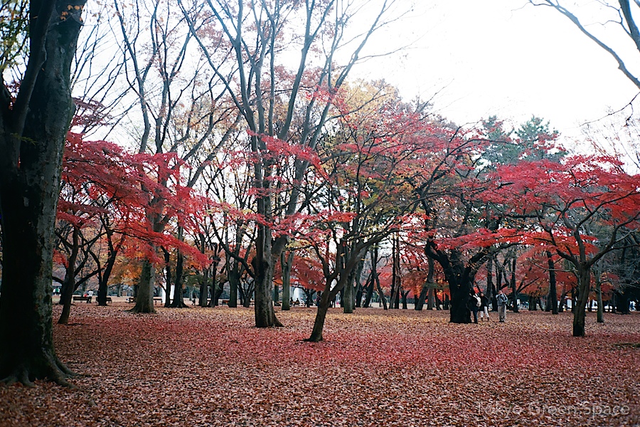 red_leaves_yoyogi_park